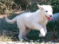 cucciolo cane da pecora